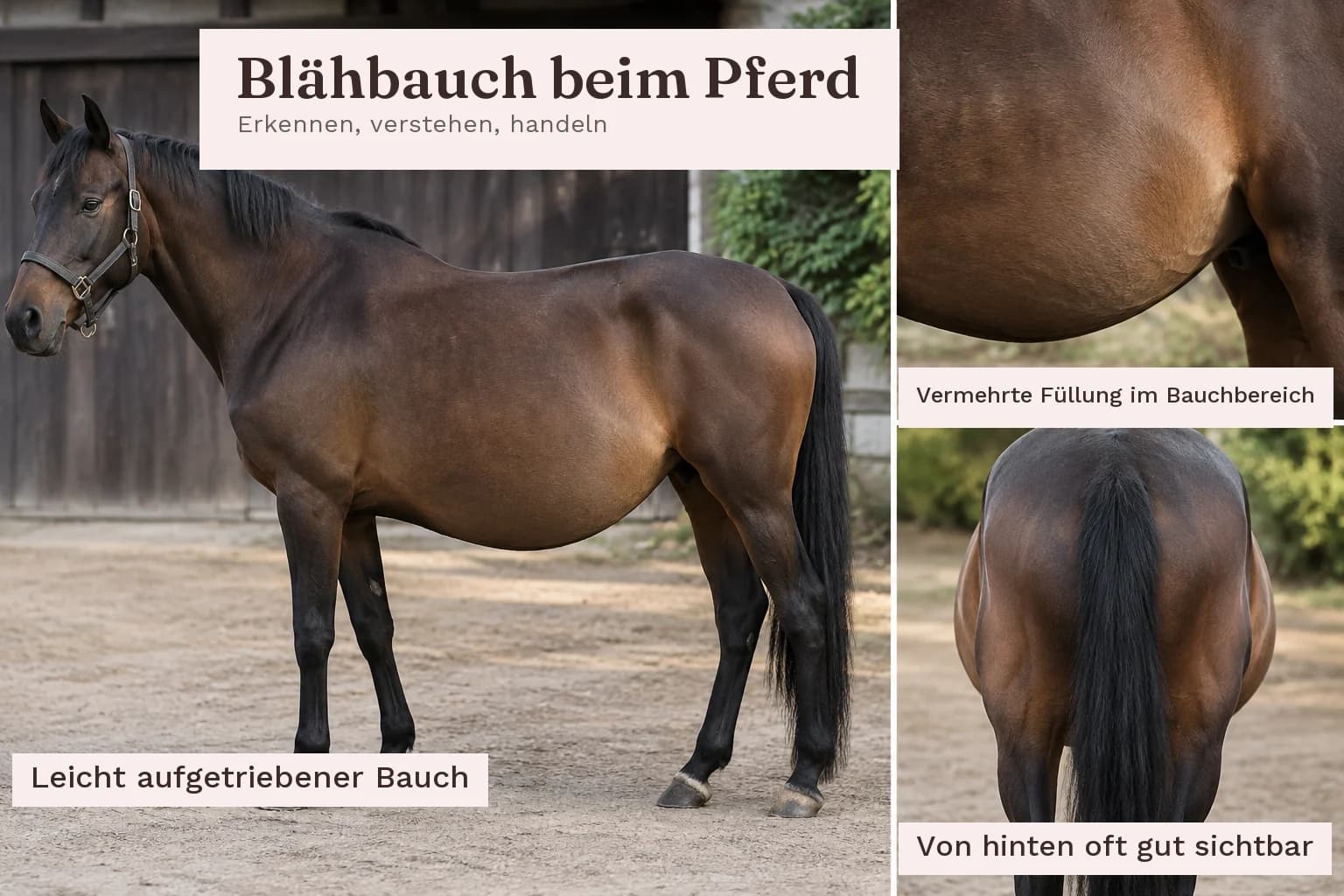 Beispielbild: der Bauch wirkt nach unten gewölbt, die Flanke ist gefüllt, und von hinten fällt es meist am deutlichsten auf.